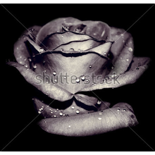 Фотообои 3Д с черной розой