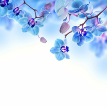 Фотообои с синими тропическими орхидеями