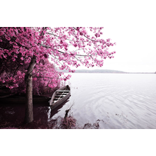 Фотообои с розовым деревом у реки