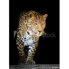 Фотообои с леопардом на черном фоне