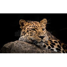Фотообои с леопардом на темном фоне