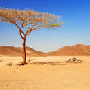 Фотообои с деревом в пустыне