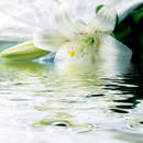 Фотообои с белой лилией над водой