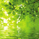 Фотообои с зеленой листвой над водой