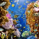 Фотообои - Коралловые рифы