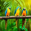 Фотообои с красивыми попугаями