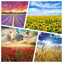 Фотообои с полями, полевыми пейзажами и цветами