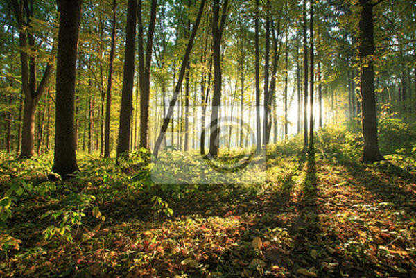 Фотообои для стен - Солнце в лесу