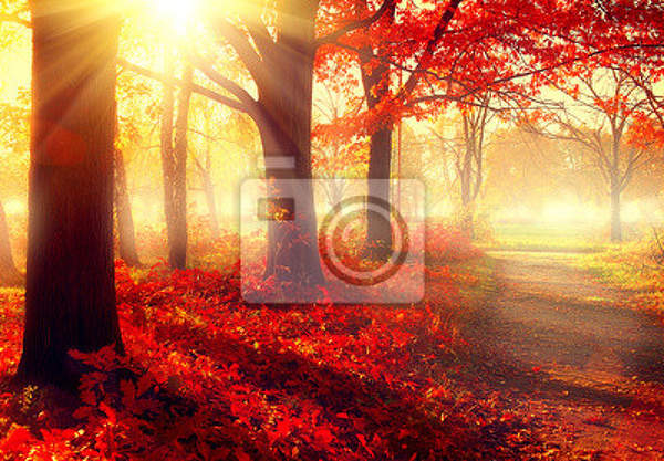 Фотообои - Красный лес