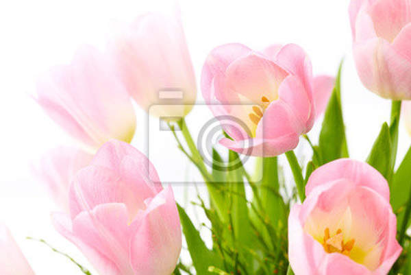Фотообои с нежными тюльпанами