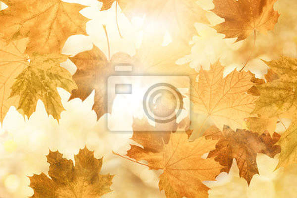 Фотообои - Золотая осень