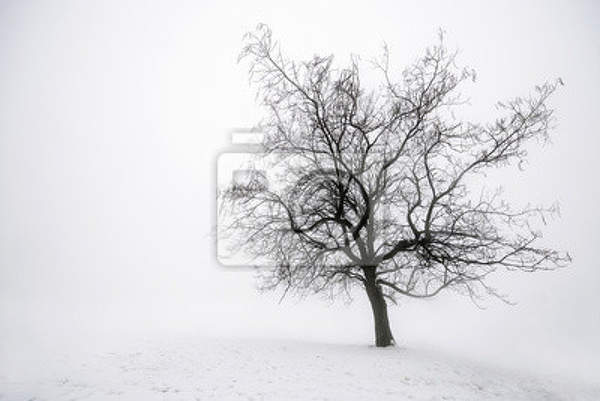 Фотообои с деревом в тумане