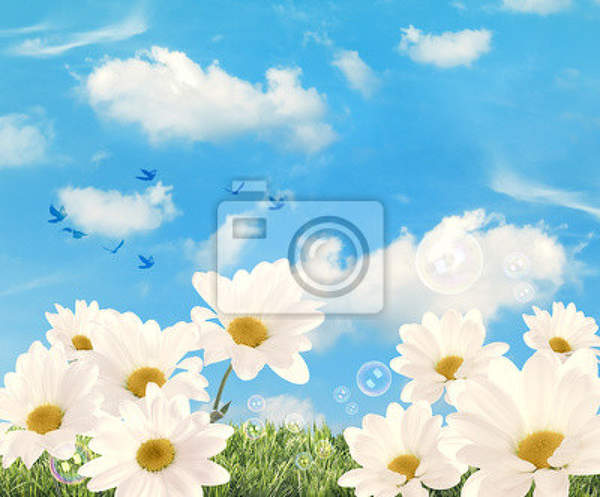 Фотообои - Лето - Ромашки на фоне голубого неба