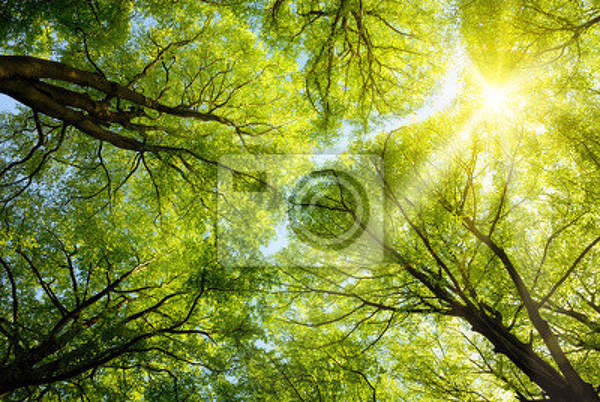 Фотообои для потолка с солнечным лесом