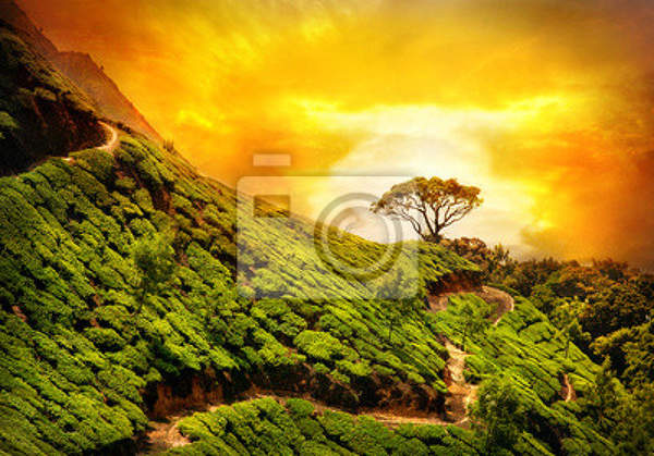 Фотообои - Чайные плантации на закате солнца - пейзаж