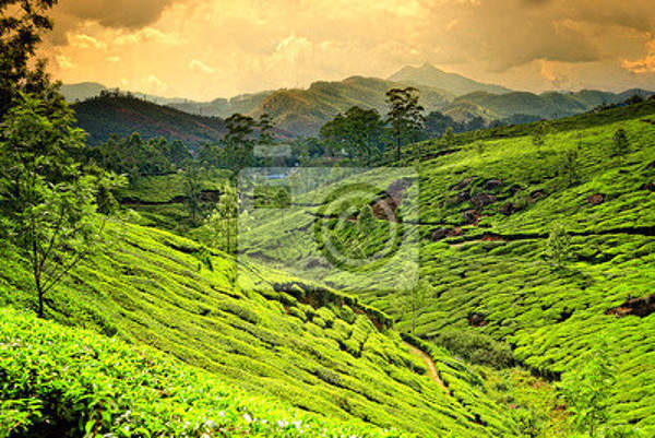 Фотообои на стену с чайной плантацией в горах (пейзаж)