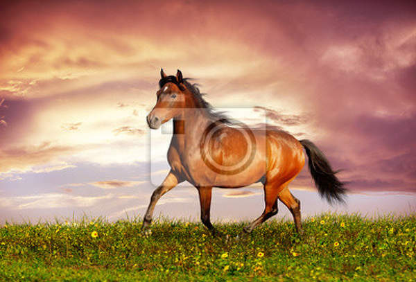Фотообои - Лошадь, бегущая рысью
