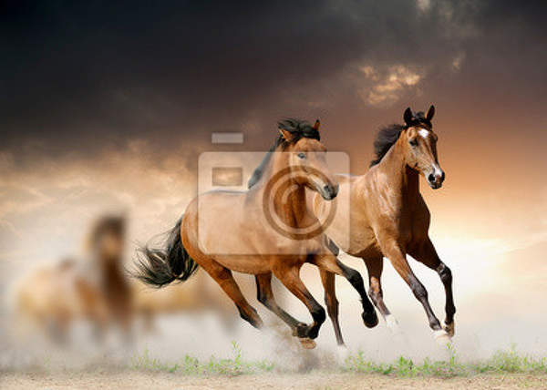 Фотообои - Табун лошадей