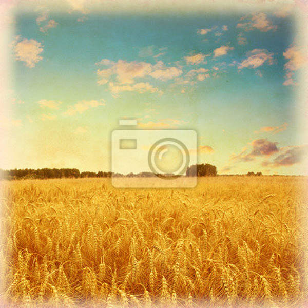 Фотообои - Винтажное пшеничное поле