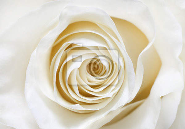 Фотообои на стену с белой розой