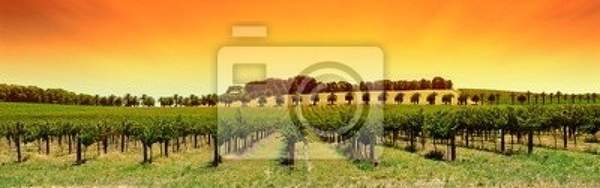 Фотообои - Панорама виноградника