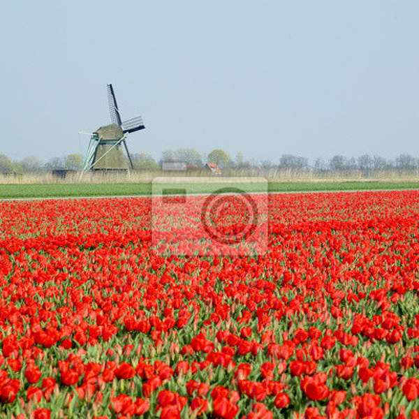 Фотообои - Поле красных тюльпанов