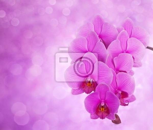 Фотообои - Розовые орхидеи на красивом фоне
