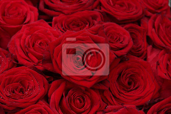 Фотообои - Красные розы