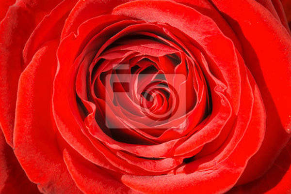 Фотообои на стену с красной розой