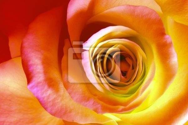 Фотообои - Оранжевая роза