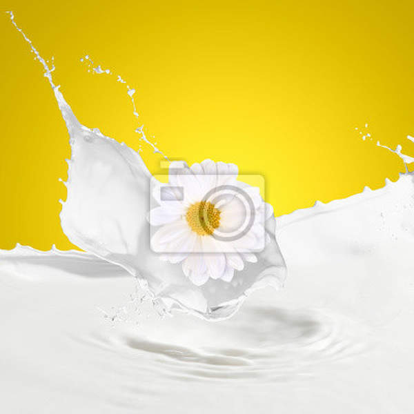 Фотообои - Молоко с ромашкой