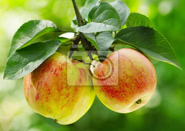 Фотообои с яблоками