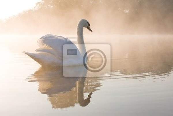 Фотообои - Лебедь в тумане