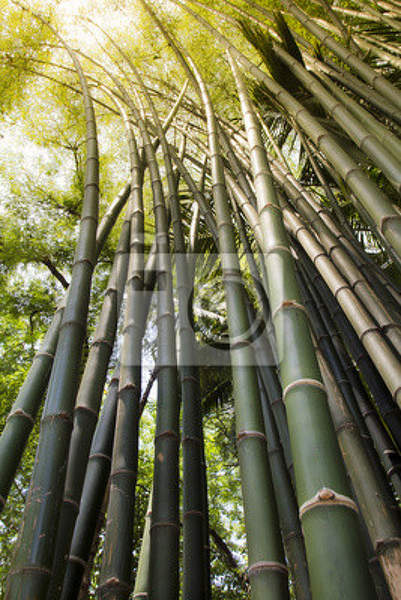 Фотообои на стену с бамбуковым лесом