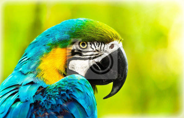 Фотообои - Экзотический попугай