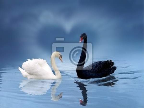 Фотообои - Белый и черный лебеди
