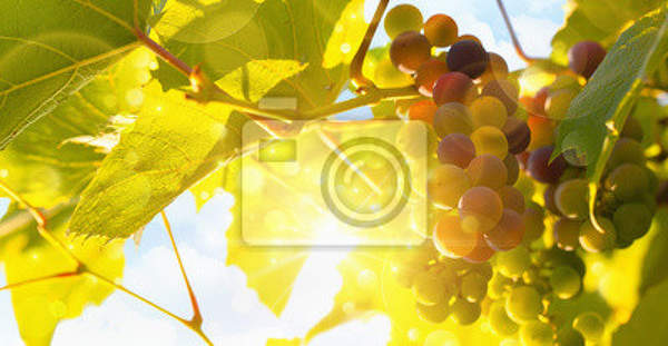 Фотообои - Свежий виноград