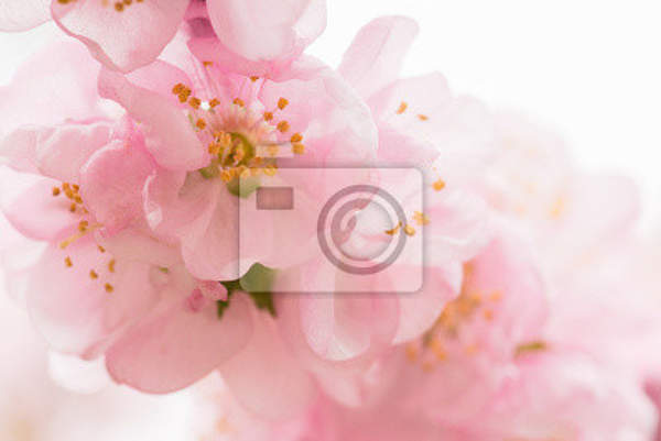 Фотообои - Розовые цветы вишни