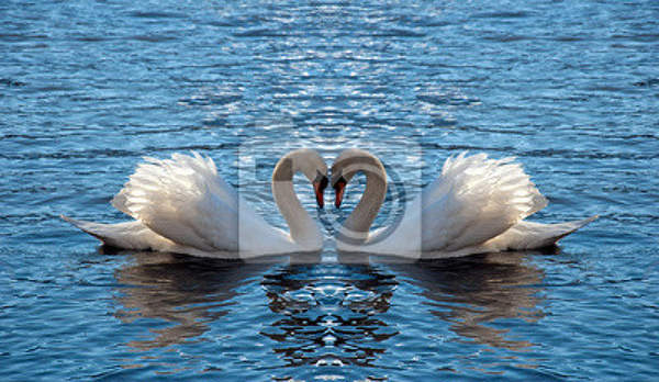 Фотообои - Влюбленные лебеди