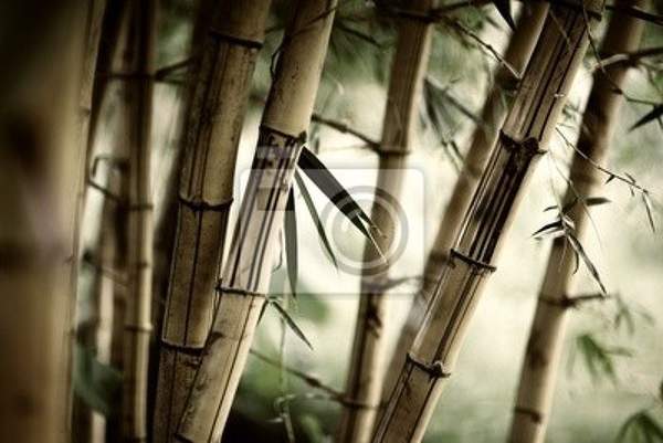 Фотообои на стену с густой бамбуковой рощей