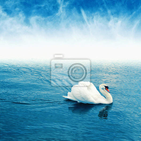 Фотообои - Лебедь на воде