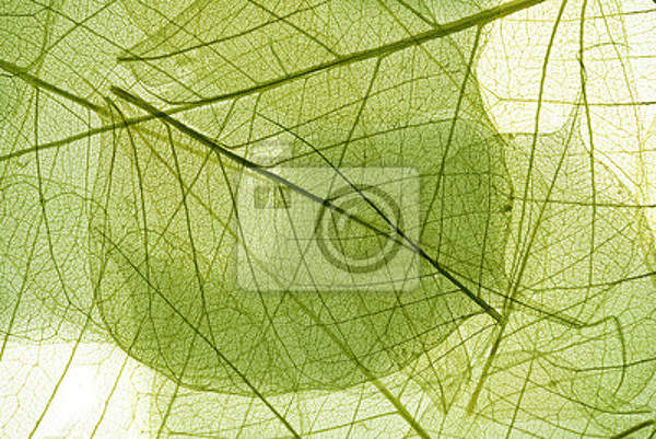 Фотообои с зелеными крупными листьями