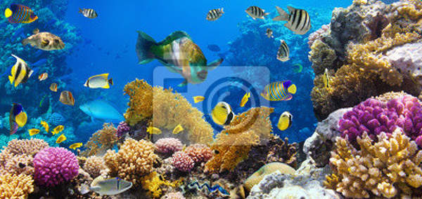 Фотообои - Панорама с подводным миром