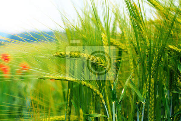 Фотообои - Зеленая пшеница