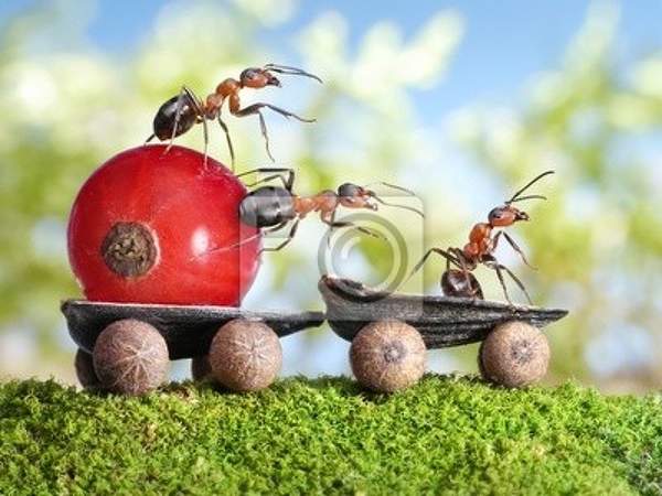Креативные фотообои с муравьями