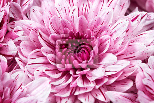 Фотообои с розовой хризантемой макро