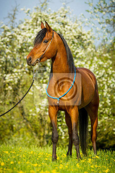 Фотообои - Лошадь
