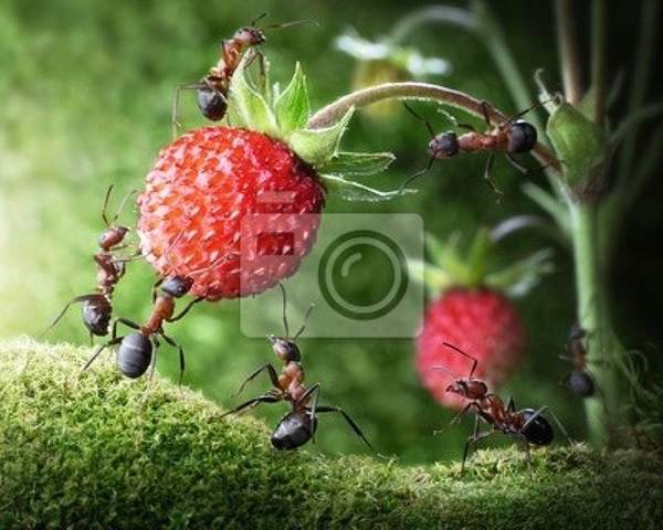 Фотообои с муравьями и малиной