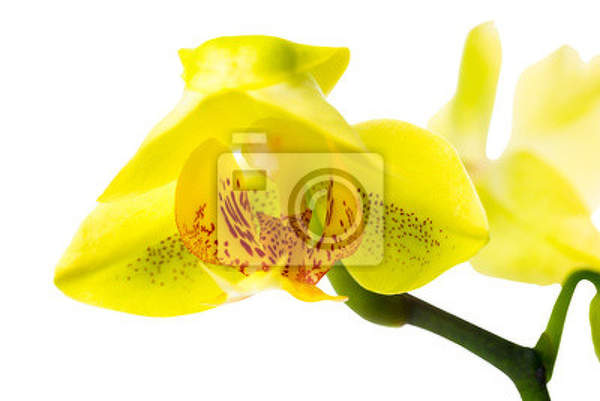 Фотообои - Желтая орхидея - макро
