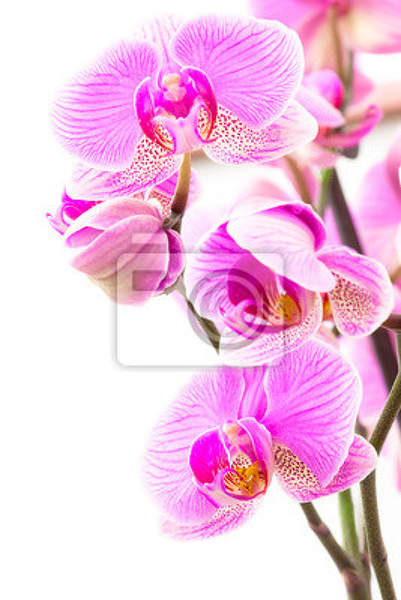 Фотообои с макро орхидеями 